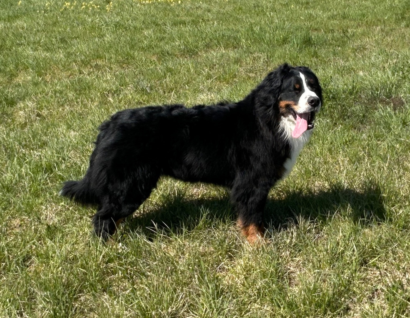 CH. UNGIE Du clos des cookies