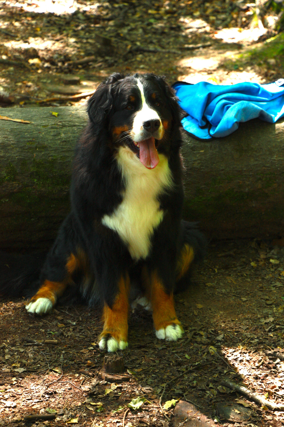 Prochaine portée début 2026