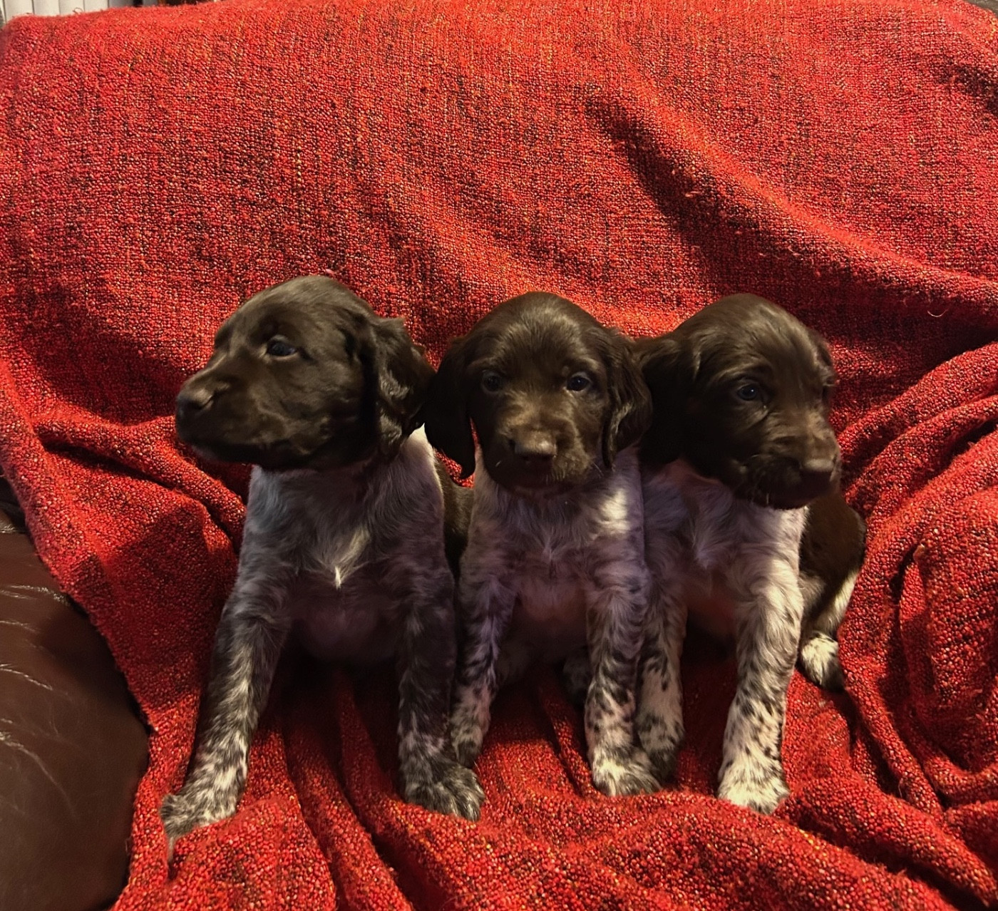 Chiot Petit Epagneul de Münster Du clos des cookies