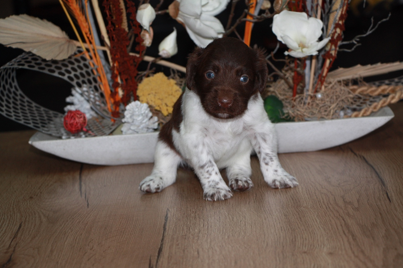 Du clos des cookies - Chiots disponibles - Petit Epagneul de Münster