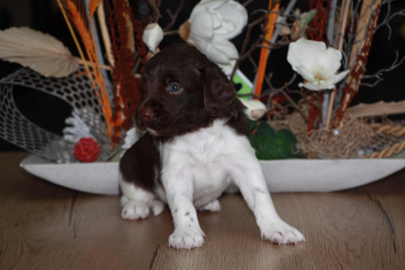 Du clos des cookies - Chiots disponibles - Petit Epagneul de Münster