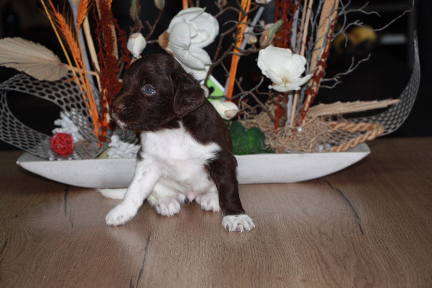 Du clos des cookies - Chiots disponibles - Petit Epagneul de Münster