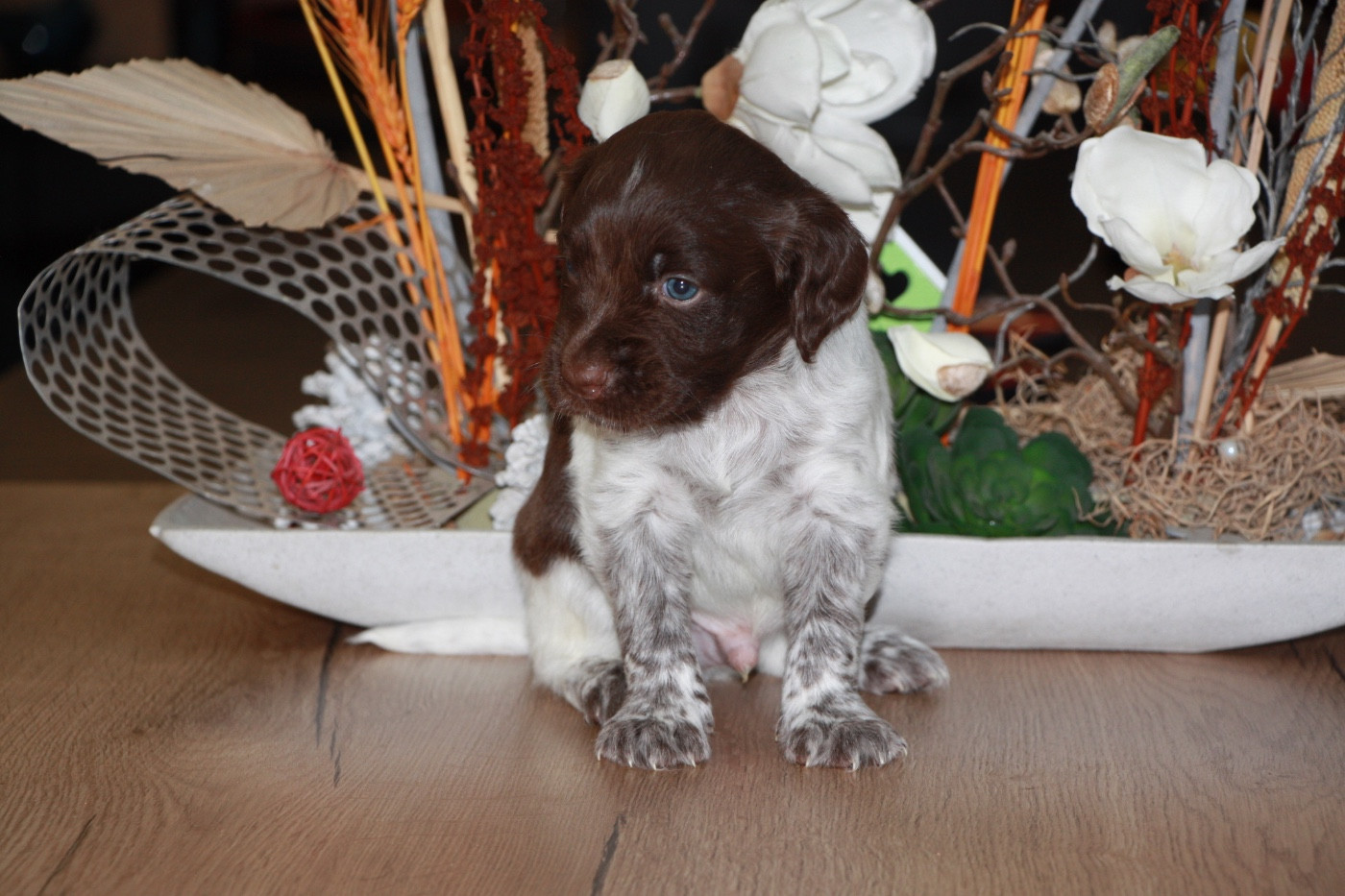 Du clos des cookies - Chiots disponibles - Petit Epagneul de Münster