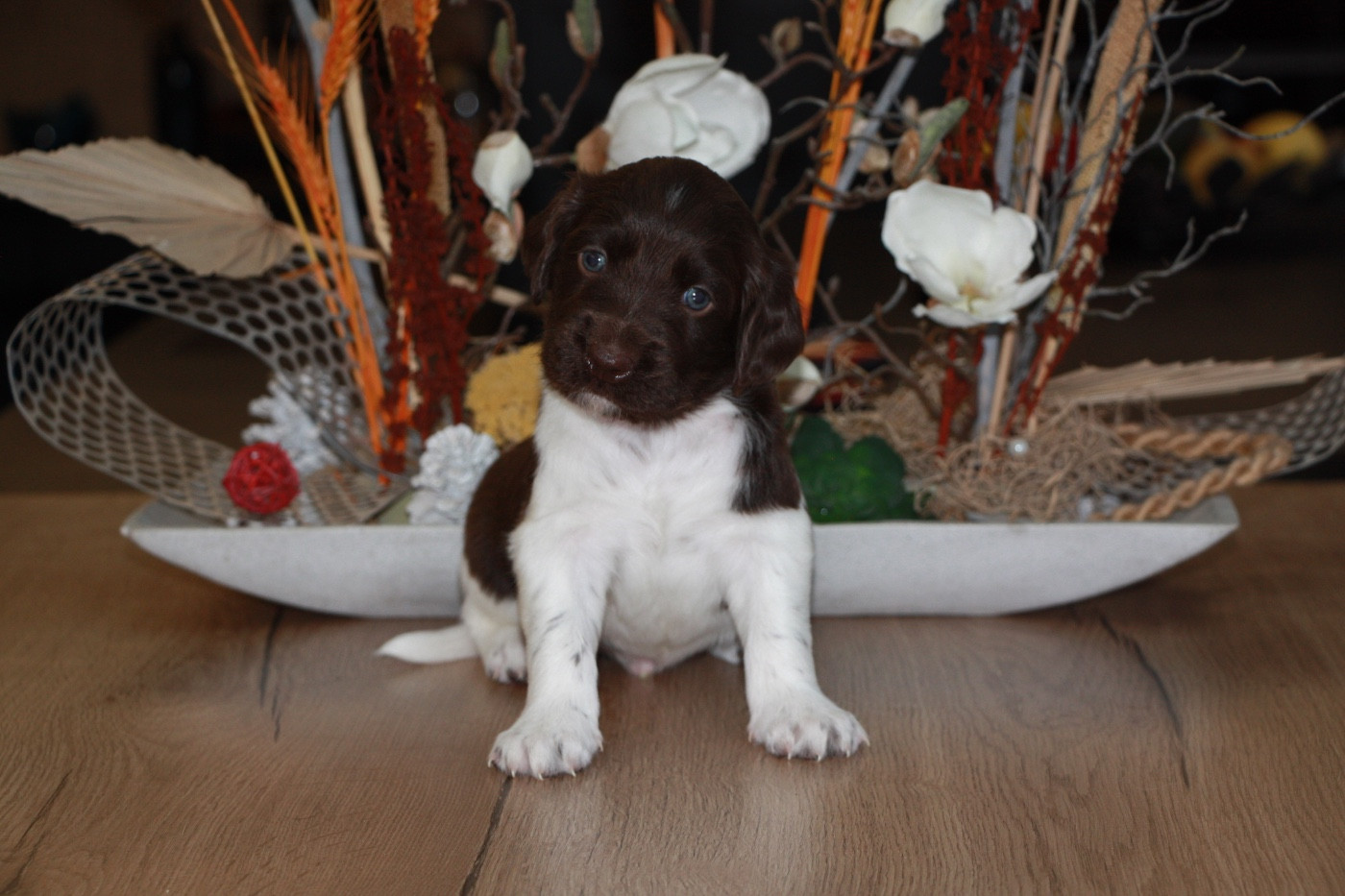 Du clos des cookies - Chiots disponibles - Petit Epagneul de Münster