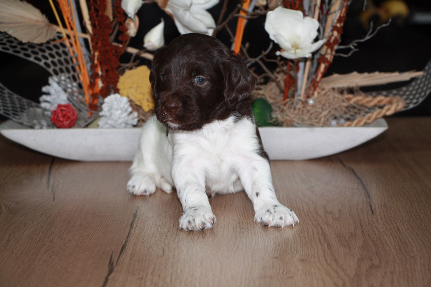 Du clos des cookies - Chiots disponibles - Petit Epagneul de Münster