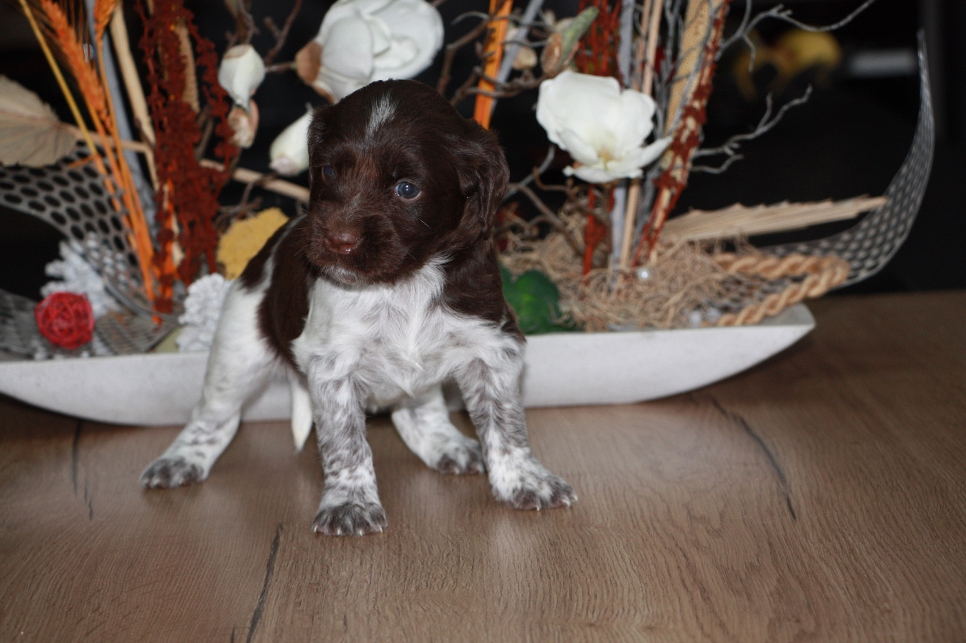 Du clos des cookies - Chiots disponibles - Petit Epagneul de Münster