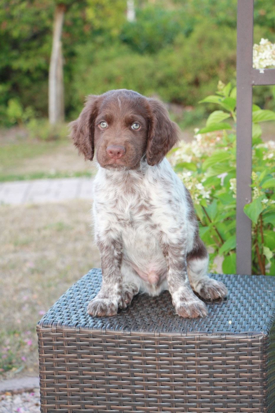 Du clos des cookies - Chiots disponibles - Petit Epagneul de Münster