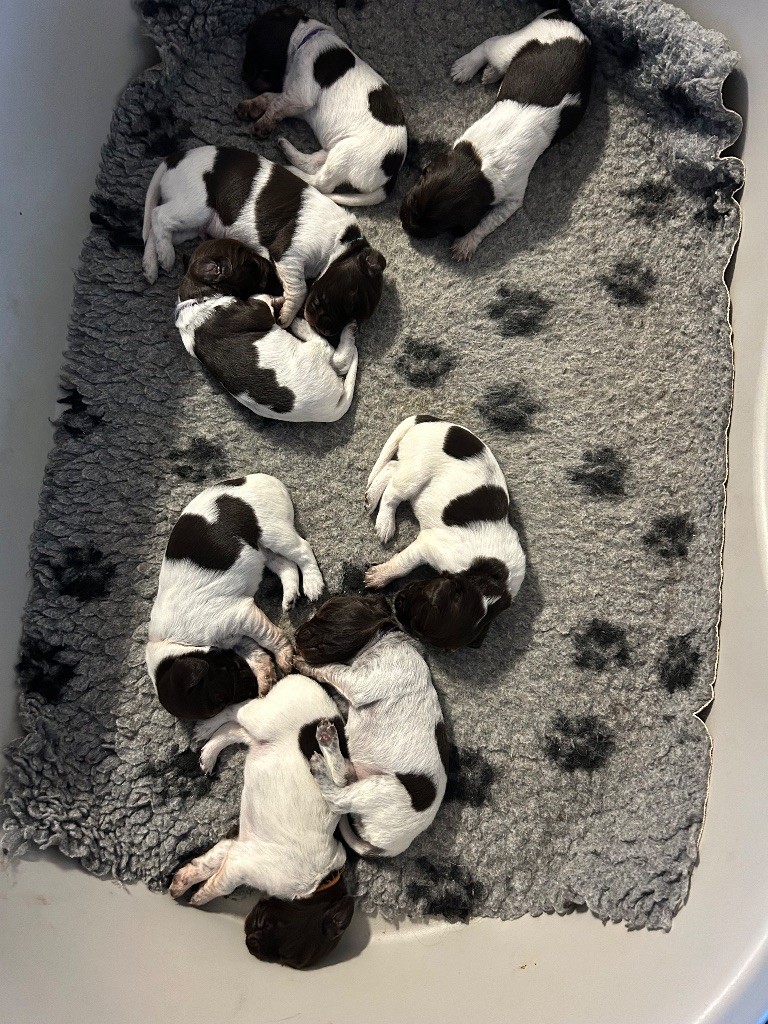 Chiot Petit Epagneul de Münster Du clos des cookies